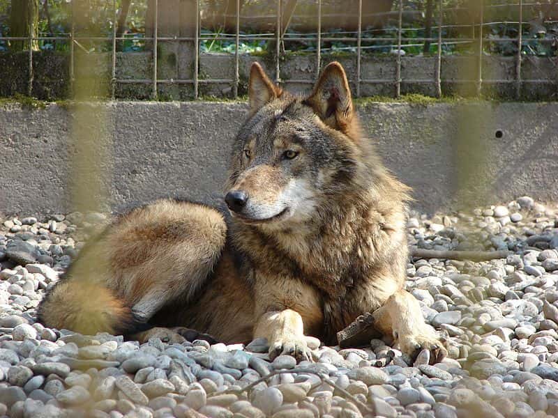 Loup gris de l'Est. © Christian Jansky - CCA-S A 2.5 Generic license