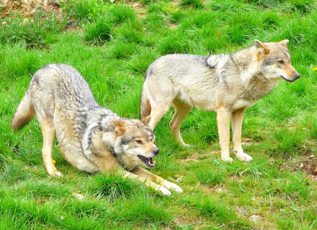 Loups de l'Est. © Patrick Straub