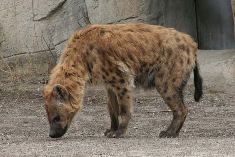 Hyène tachetée. © Dave Pape, domaine public