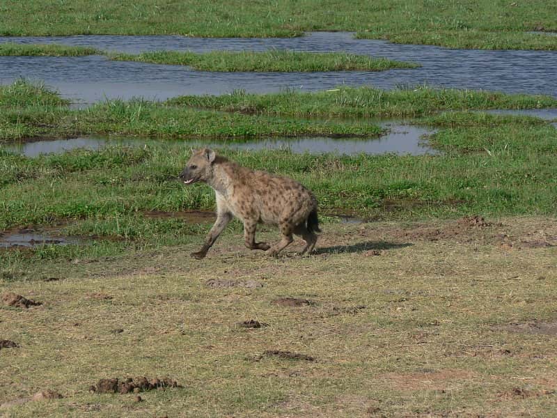 Hyène au parc d'Amboseli. © Wouter van Vliet, CCA 2.0 <em>Generic license</em>