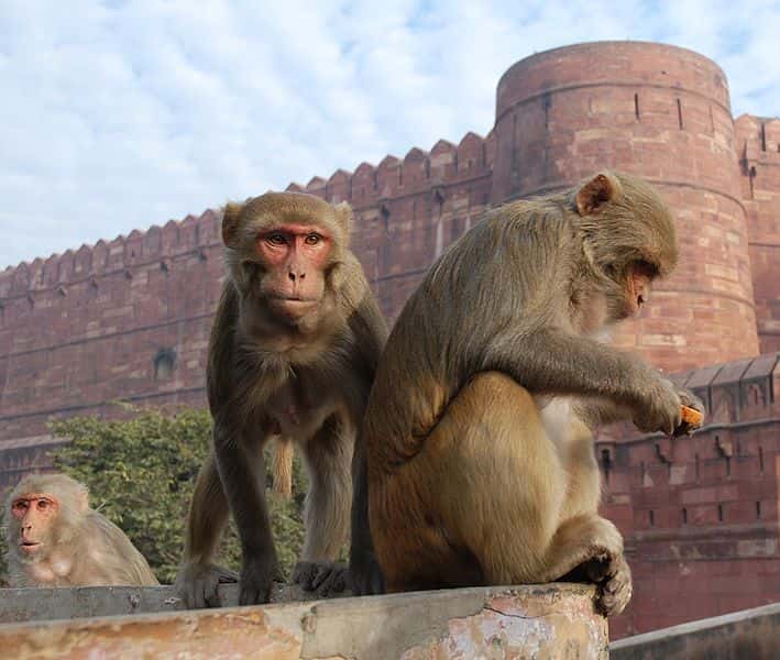 Macaques rhésus à Agra. © Thomas Schoch, GNU FDL Version 1.2