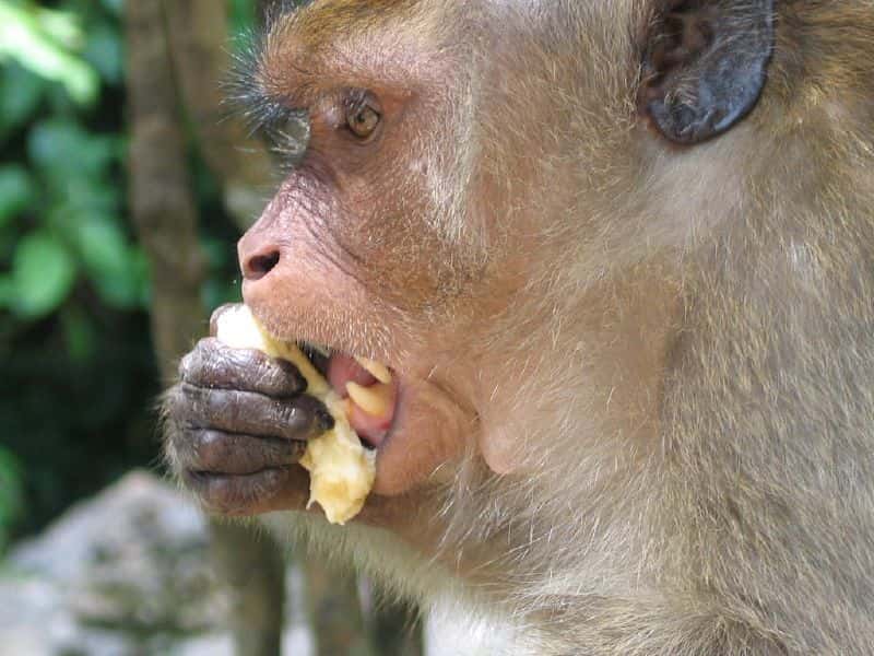 On distingue bien les canines du macaque. © 13bobby, CC by 2.0