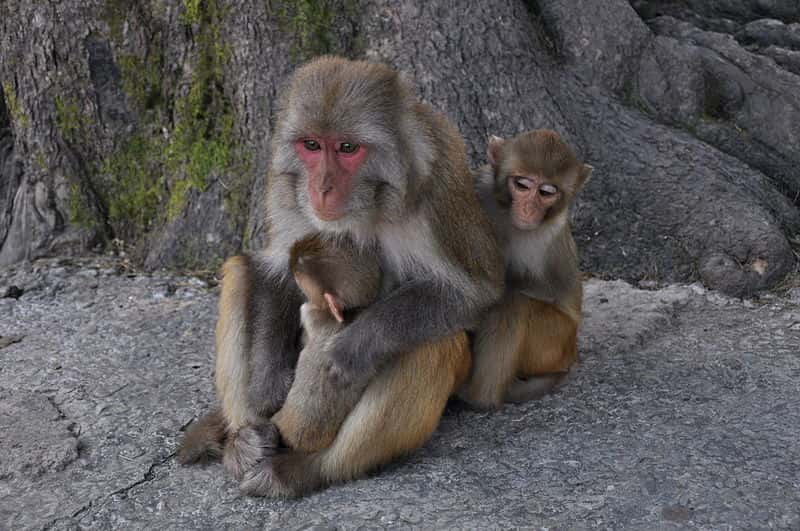 Femelle macaque rhésus et sa progéniture. © Aiwok, GNU FDL Version 1.2