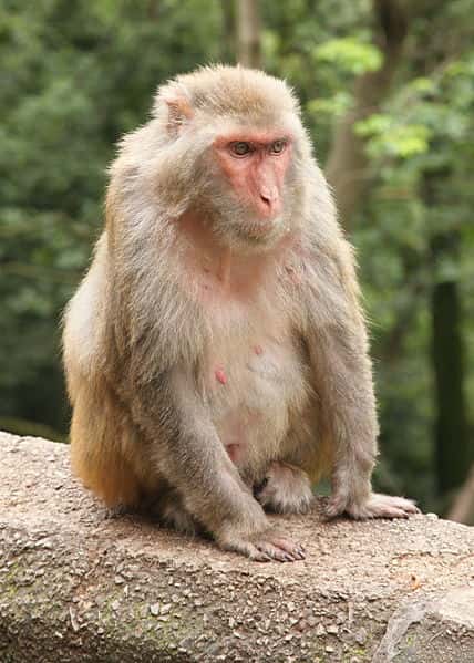 Macaque rhésus femelle. © Einar Fredriksen, CC by-SA 2.0
