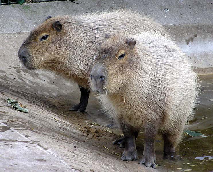 Capybaras. © Adrian Pingstone, domaine public