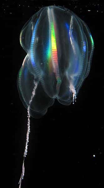 <em>Mertensia ovum</em>. © <em>National Oceanic and Atmospheric Administration</em>, domaine public