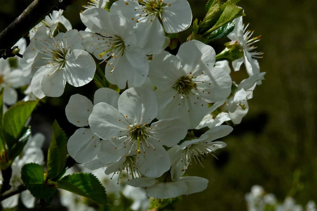 <em>Prunus avium</em>. © Les jardiniers du monde, Flickr CC by-NC 3.0