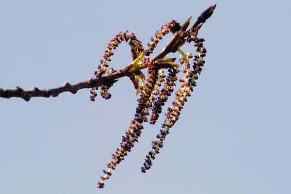 Fleur femelle de peuplier grisard. © commanster.eu