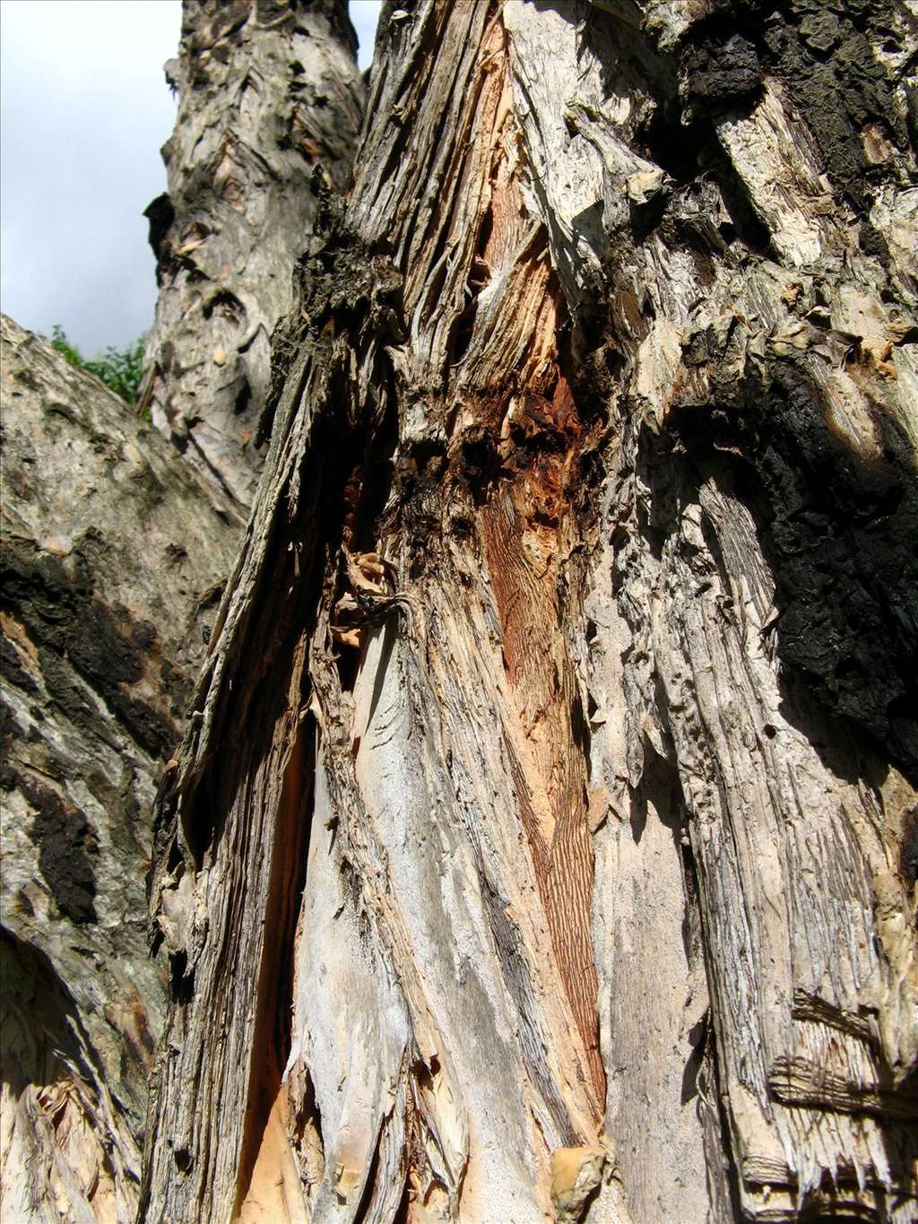 Le tronc reconnaissable du chêne-liège. © Mauroguanandi, Flickr CC by 3.0