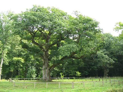 Chêne <em>Quercus petraea</em> de la commune de Rigney dans le Doubs agé d'environ 300 ans. © Arnaud 25, domaine public