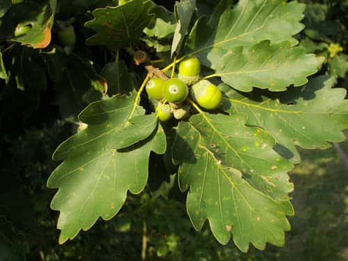 Chêne <em>Quercus petraea.</em> © Nikanos, CC Paternité – Partage des conditions initiales à l’identique 2.5 générique