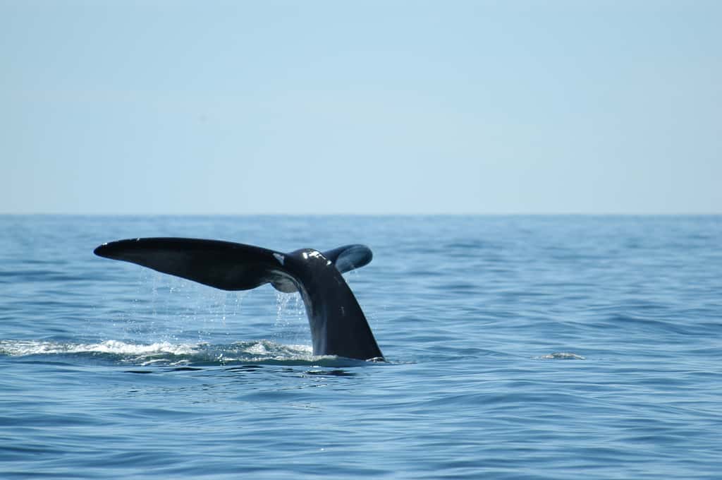 Baleine noire de l’Atlantique nord. © DR