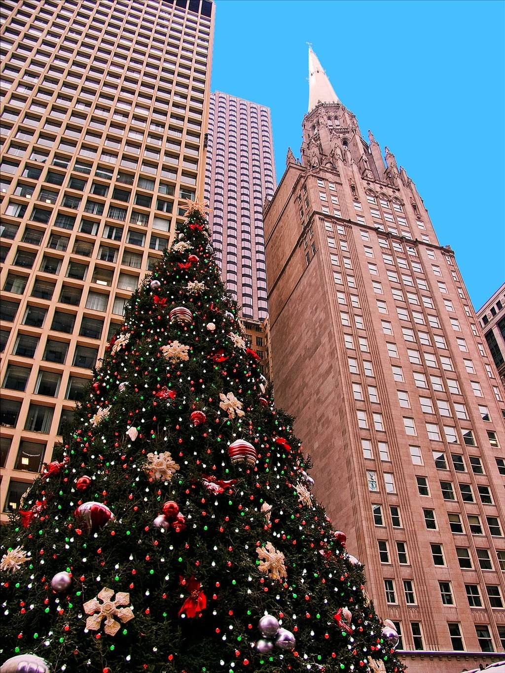 Le sapin de Nordmann est souvent utilisé en tant qu'arbre de Noël. © Fotophilius, Flickr by nc-sa 3.0 