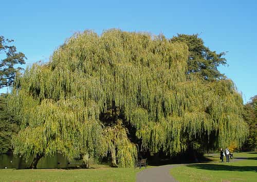 <em>Salix babylonica. </em>© Mike E. Talbot, Flickr CC by nc-sa 2.0