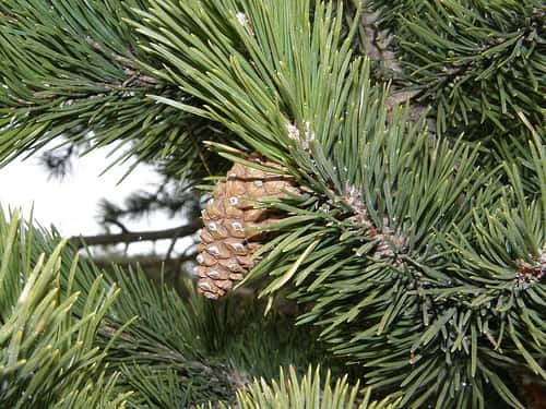 <em>Pinus uncinata. </em>© Copepodo, Flickr CC by nc-nd 2.0