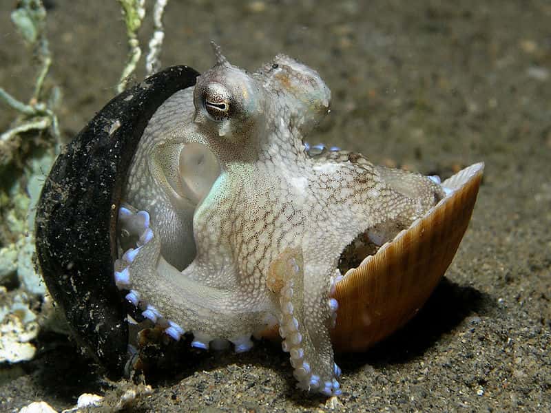 <em>Octopus marginatus</em>. © Nick Hobgood, CCA-SA 3.0 Unported license