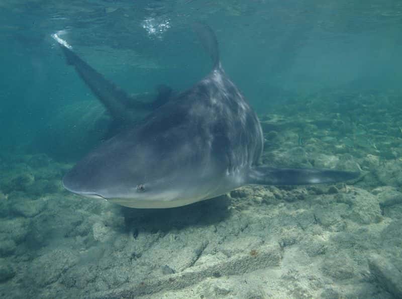 Requin bouledogue. © Albert Kok, domaine public