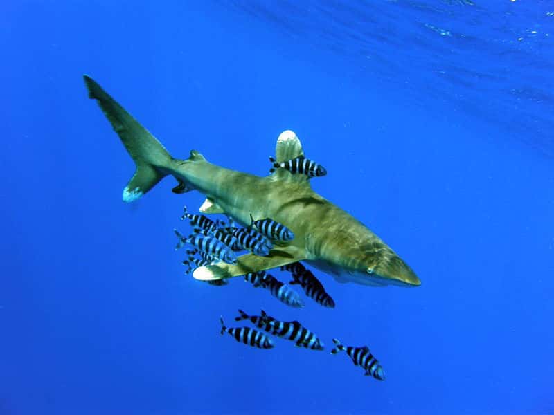 Requin longimane et sa cour. © Cvf-ps, GNU FDL Version 1.2