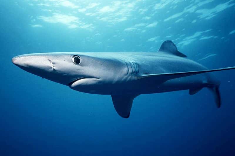 Requin bleu. © Mark Conlin, <em>National Oceanic and Atmospheric Administration</em>, domaine public