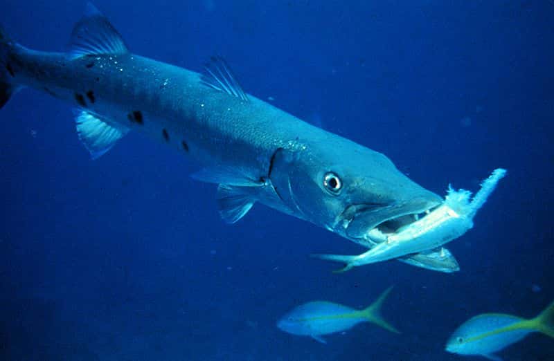 Grand barracuda et sa proie. © <em>National Oceanic and Atmospheric Administration</em>, domaine public