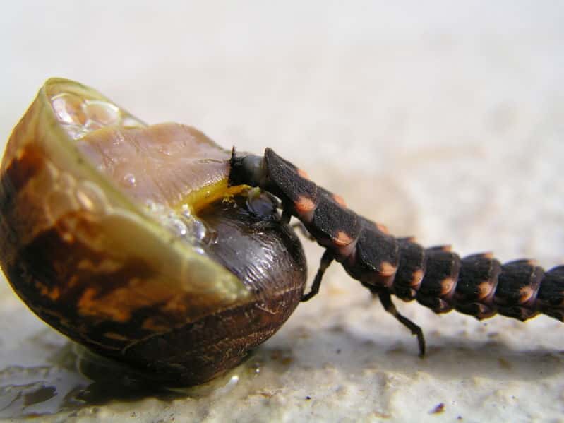 Larve s'attaquant à un escargot. © Heinz Albers, GNU FDL Version 1.2 