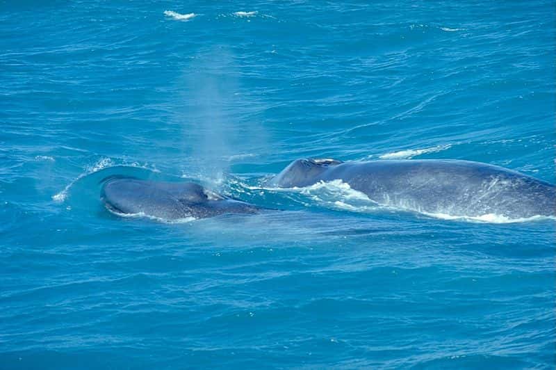 Baleine bleue et son petit. © Andreas Tille, GNU FDL Version 1.2