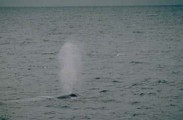 « <em>Elle souffle !</em> » criait la vigie d'un navire baleinier lorsqu'il apercevait un cétacé. © NOAA, domaine public