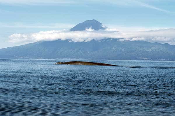 Baleine bleue aux Açores. © Frank Wirth, GNU FDL Version 1.2