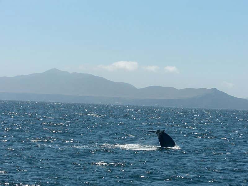 Queue d'une baleine bleue en plongée. © Schulman, domaine public