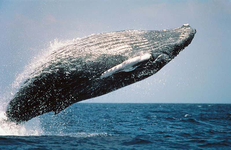 Baleine à bosse sautant hors de l'eau. © Wanetta Ayers, domaine public