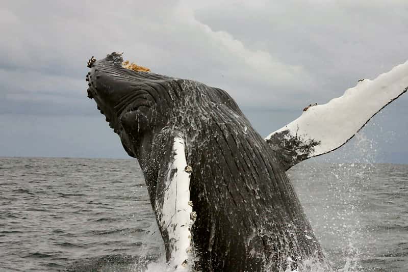 Baleine à bosse sautant hors de l'eau. © Cornelia Oedekoven, NOAA, domaine public
