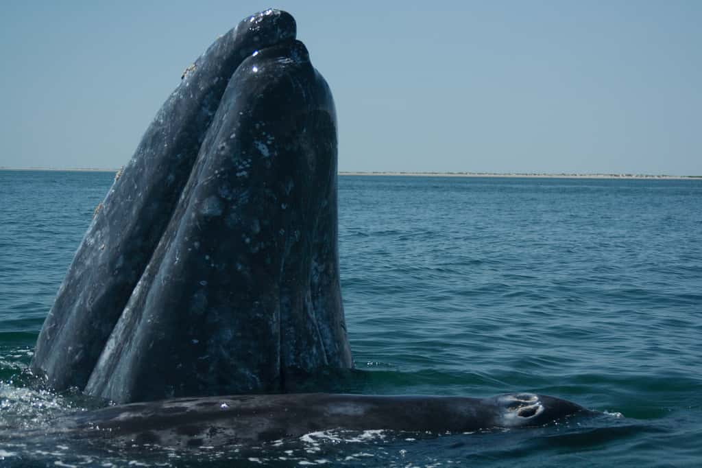 Baleine grise et son petit. © José Eugenio Gomez Rodriguez, GNU FDL Version 1.2