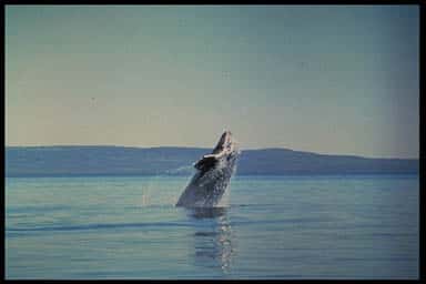 Baleine grise sautant hors de l'eau. © NOAA, domaine public