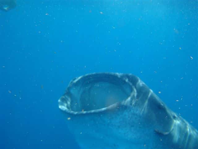 Requin-baleine avalant du plancton. © Jaontiveros, GNU FDL Version 1.2