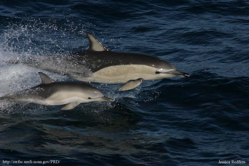 Femelle dauphin et son petit. © Jessica redfern, NOAA, domaine public