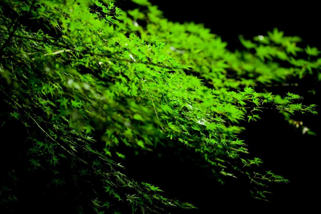 L'érable du Japon est un arbre essentiellement décoratif. © Joi Ito, Flickr CC by 2.0
