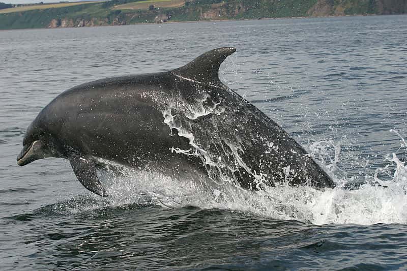 Saut d'un grand dauphin. © Rene, domaine public