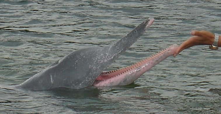 Définition Dauphin blanc de Chine Sotalie de Chine Sousa