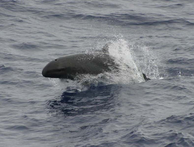 Fausse orque. © NOAA, domaine public