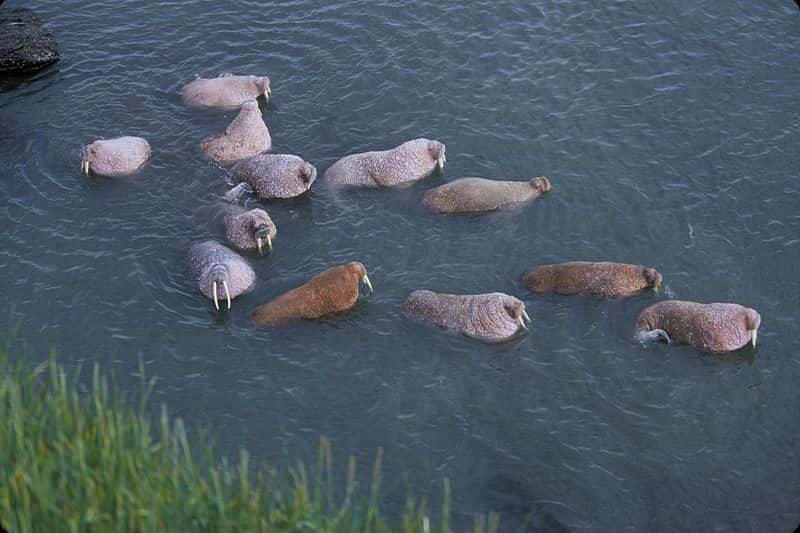 Groupe de morses en Alaska. © Hickey Bill, <em>US Fish and Wildlife Service</em>, domaine public
