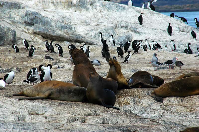 Otaries à crinière et pingouins. © Mirko Thiessen, CCA-SA 2.5 Generic license
