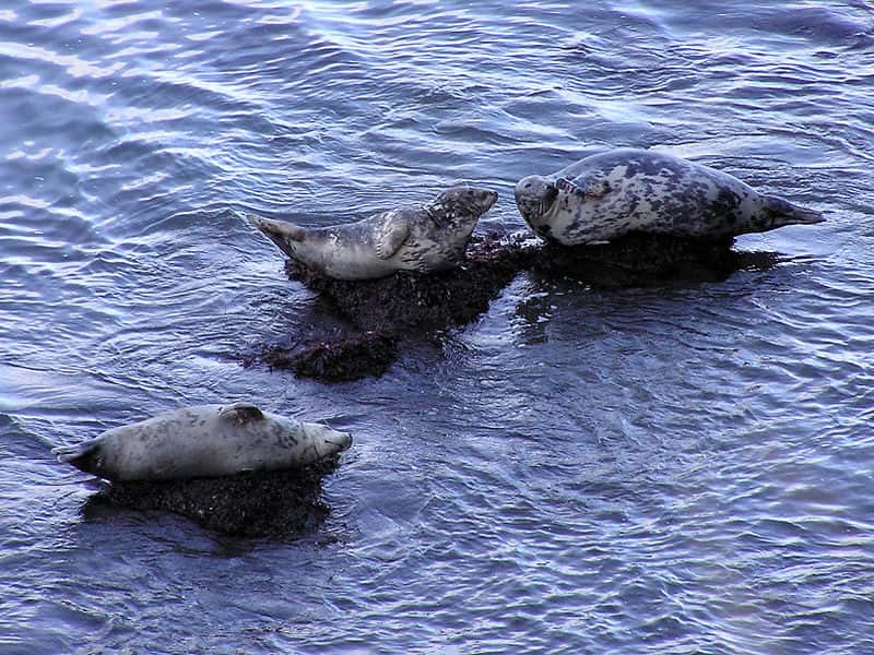 Phoques gris. © Yummifruitbat, CCA-SA 2.5 Generic license