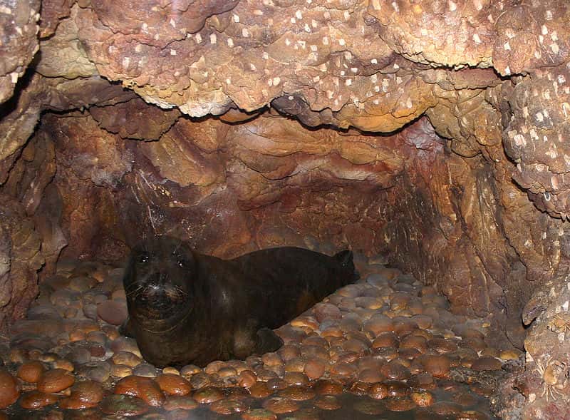 Phoque moine de Méditerranée dans une grotte sous-marine. © Giovanni Dall'Orto, CCA-SA 2.5 Italy license