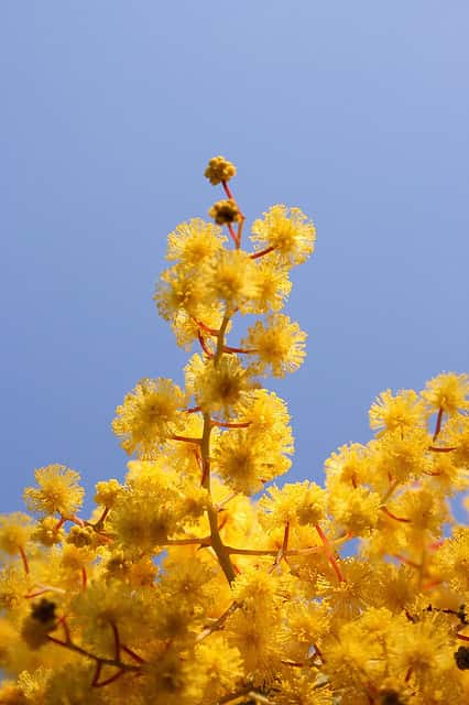 Le mimosa, arbuste de la famille des mimosacées. © Paul Appleton, nc sa 2.0
