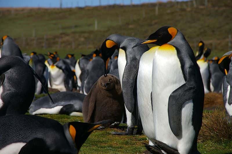 Manchots royaux aux îles Falklands. © Ben Tubby, CC-by-2.0