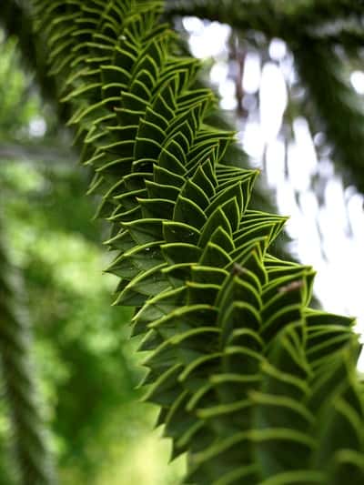 Le tronc écailleux de l'araucaria du Chili. © Scott Zona, Flickr CC by 2.0