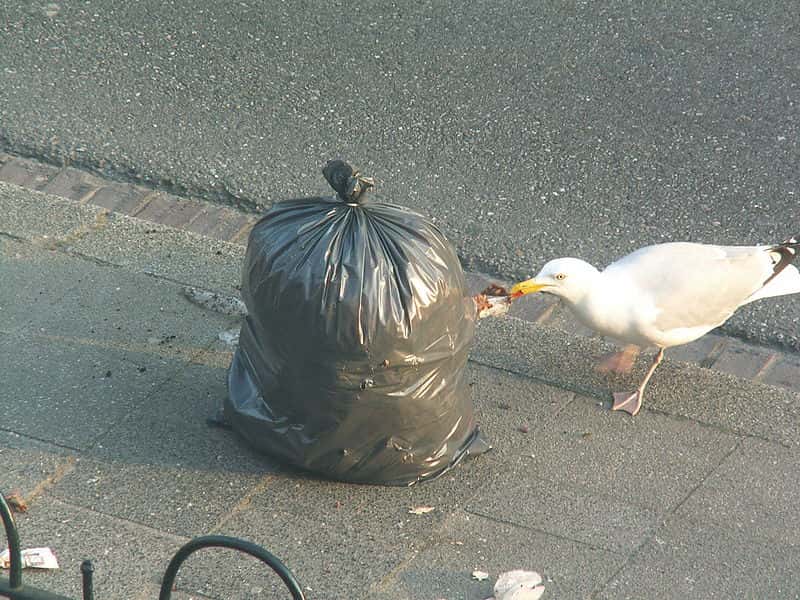 Goéland éventrant une poubelle. © Opuntia, GNU FDL Version 1.2