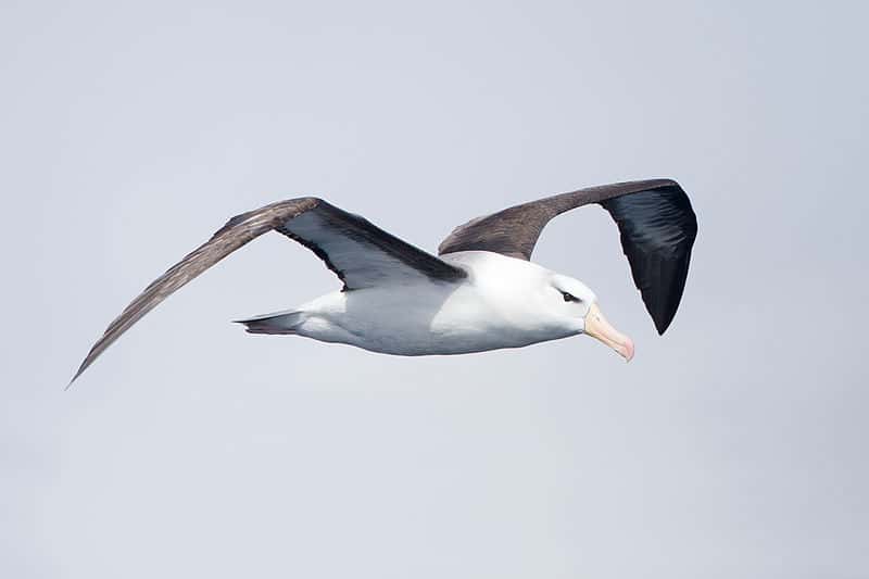 Albatros à sourcil noir en vol. © JJ Harrison, CC-by-SA 3.0