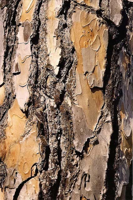 Le pin pignon, conifère de la famille des pinacées. © chemazgz, Flickr CC by nc-sa 2.0
