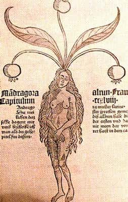 Les sorcières du Moyen Âge utilisaient les propriétés hallucinatoires de la mandragore. © DR